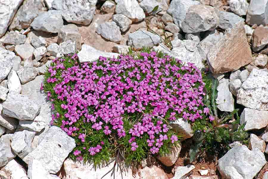 Silene acaulis / Silene a cuscinetto